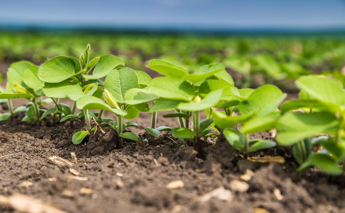 Como as plantas absorvem água e nutrientes