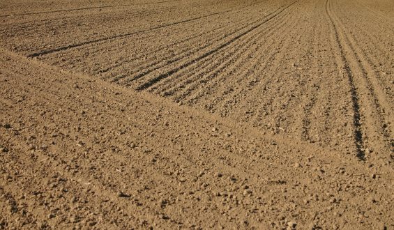 Alumínio: os perigos destes elemento para plantas e fertilidade dos solos