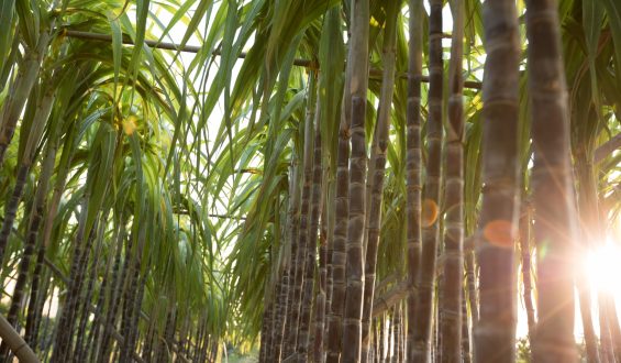 Plantio da cana-de-açúcar: Quando se planta no Brasil?