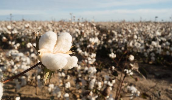 Reguladores de Crescimento no Cultivo de Algodão