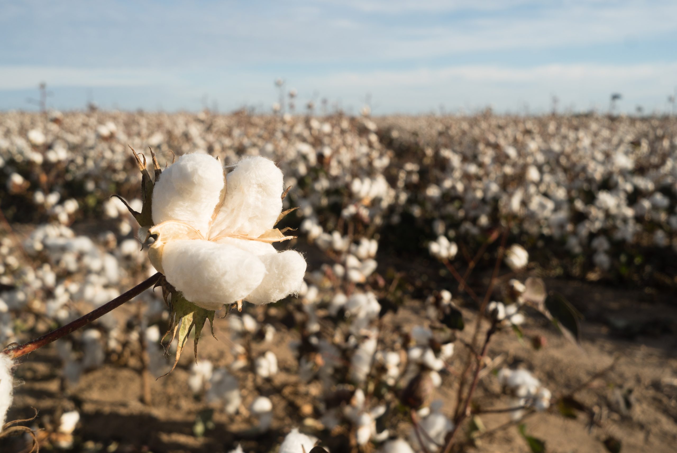 Reguladores de Crescimento no Cultivo de Algodão