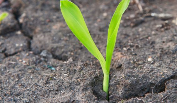 Adaptação das Plantas ao Estresse Hídrico: Estratégias e Manejo Eficiente