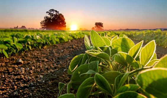 Fatores que afetam a absorção foliar