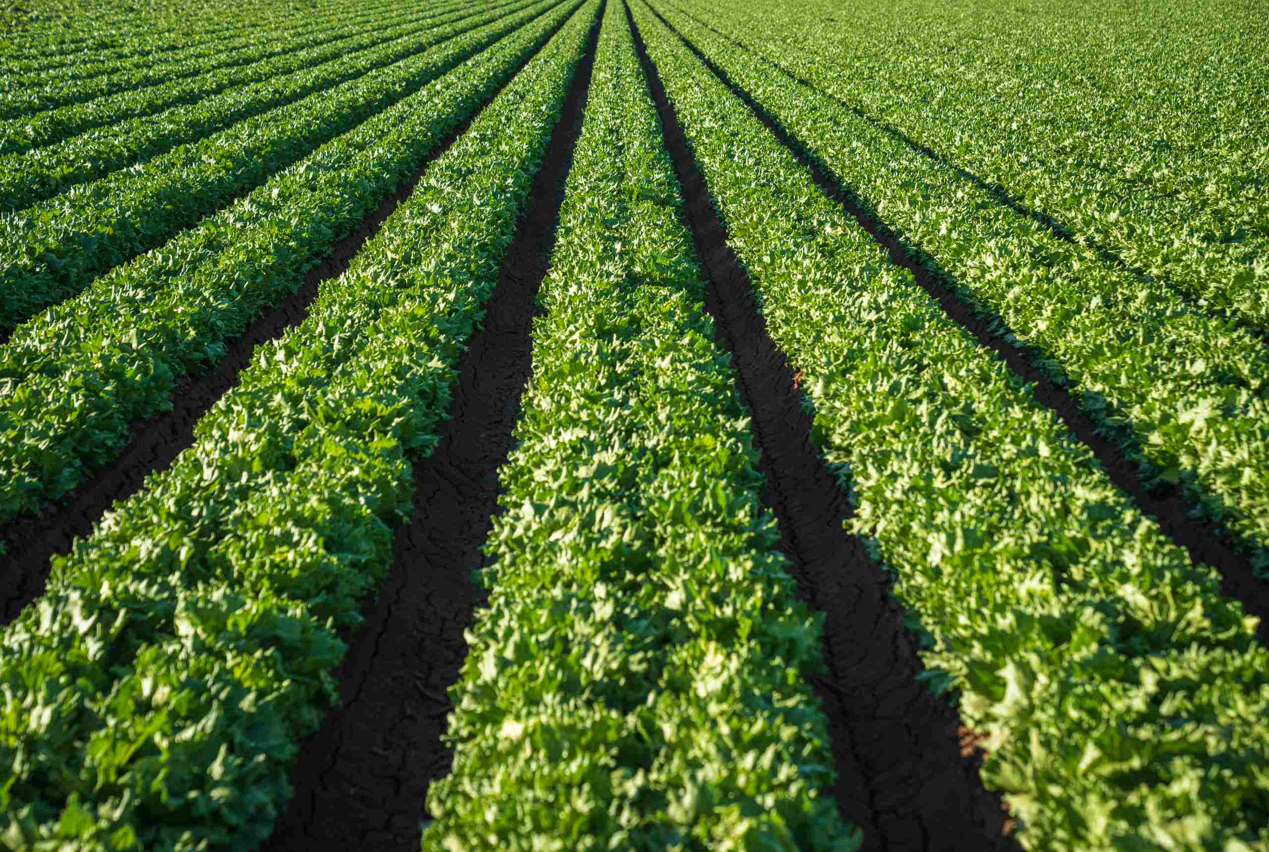 Entenda o uso de aminoácidos na agricultura