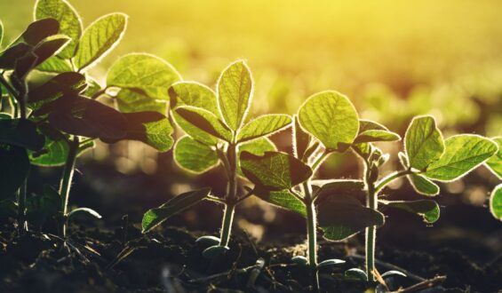 Fatores internos e externos que você precisa considerar antes de aplicar adubo foliar