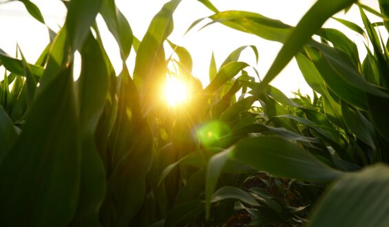 Quando a adubação foliar é a melhor escolha: benefícios e estratégias