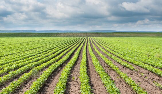 Mobilidade dos nutrientes no solo e na planta: Sua importância na agricultura