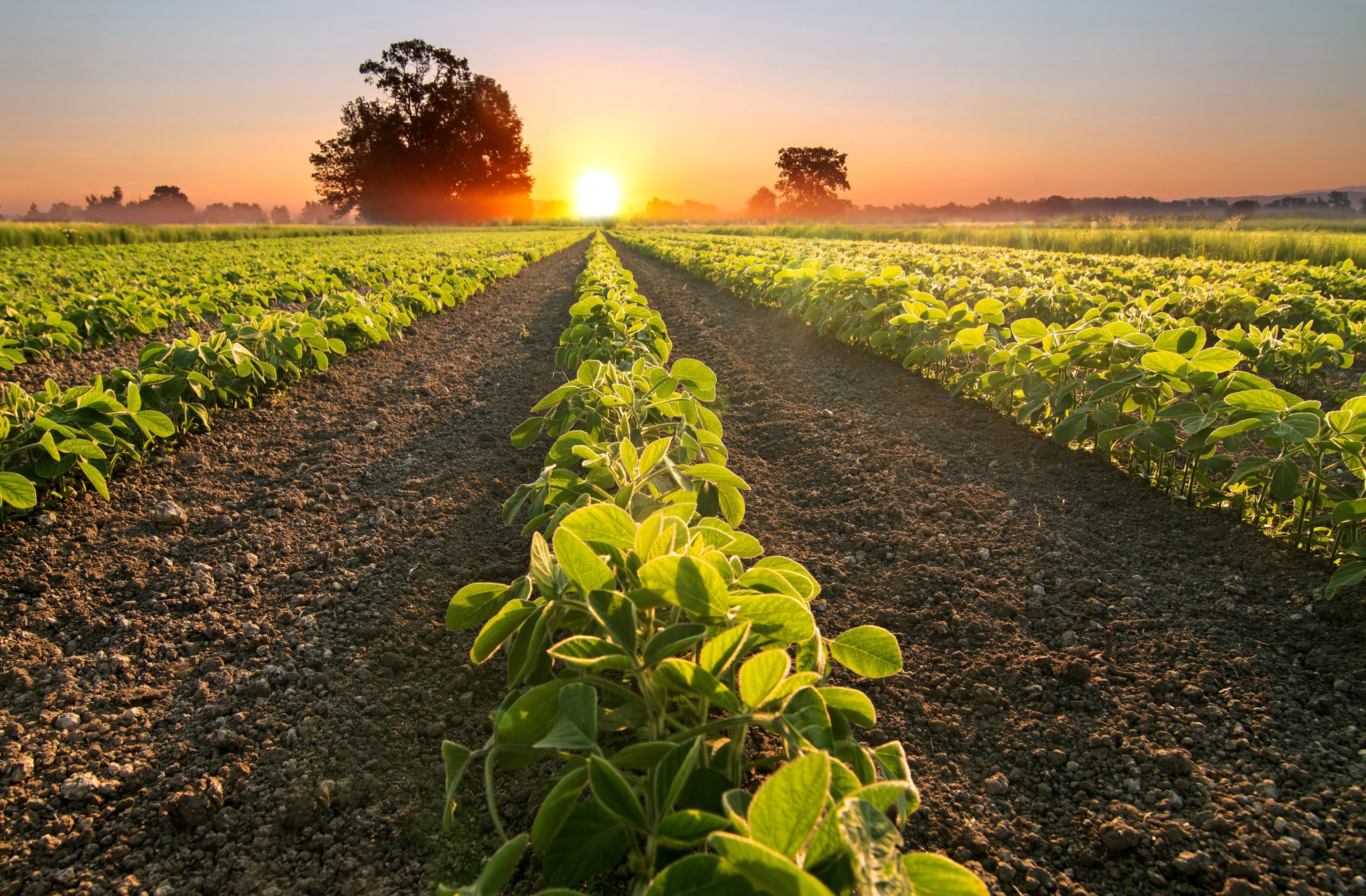 Uso de aminoácidos na agricultura