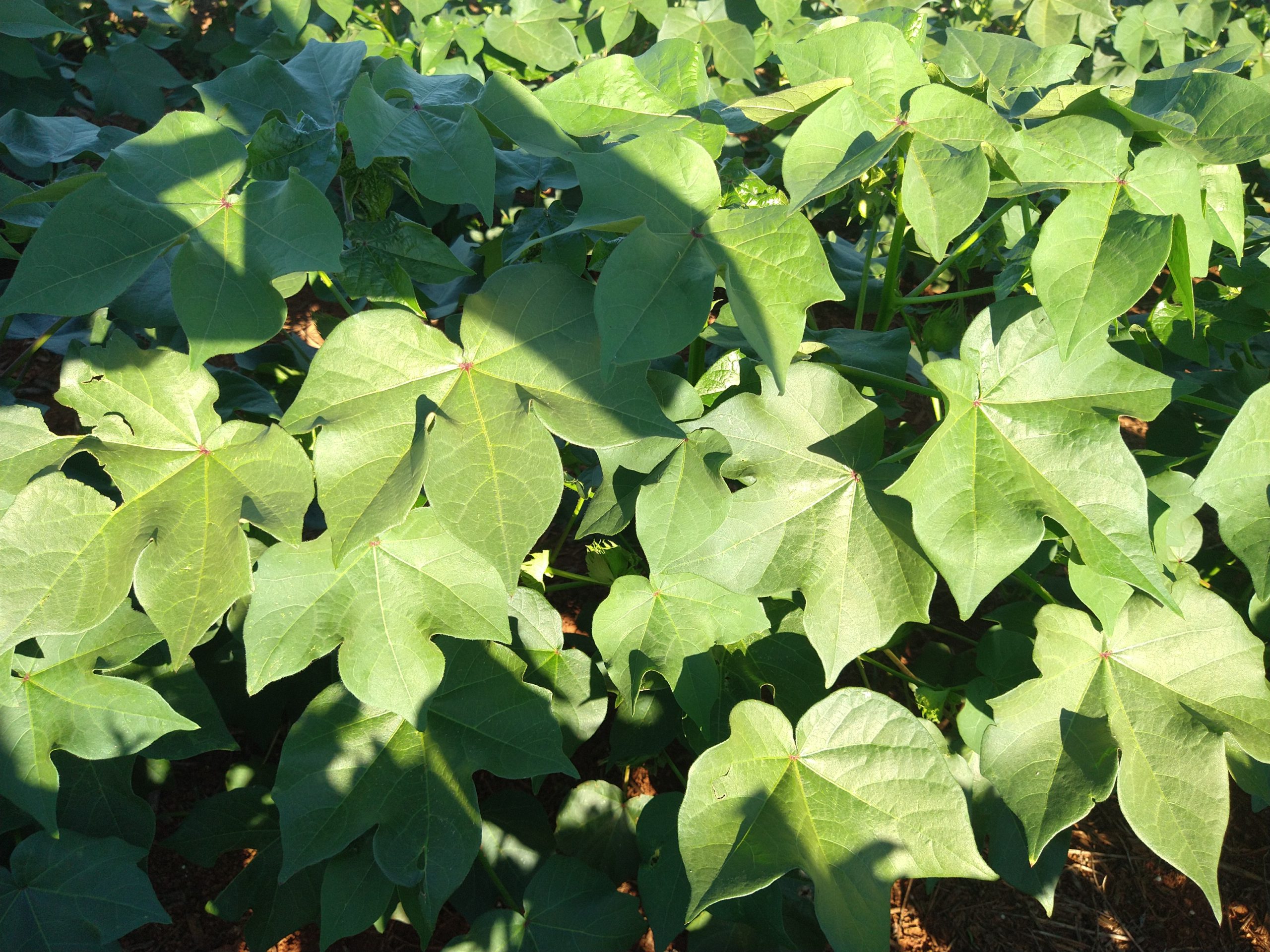 Nutrição foliar na cultura do algodão: O papel vital na maximização da produção