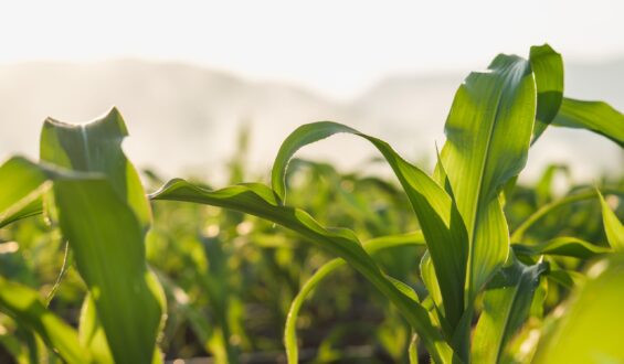 Deficiência de nutrientes nas plantas