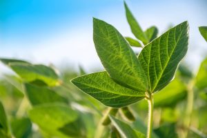 Planta de soja com folha verde