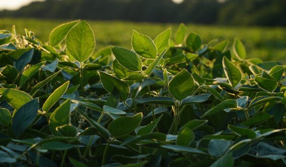 Brassinosteroides na agricultura: Uma revolução no crescimento vegetal