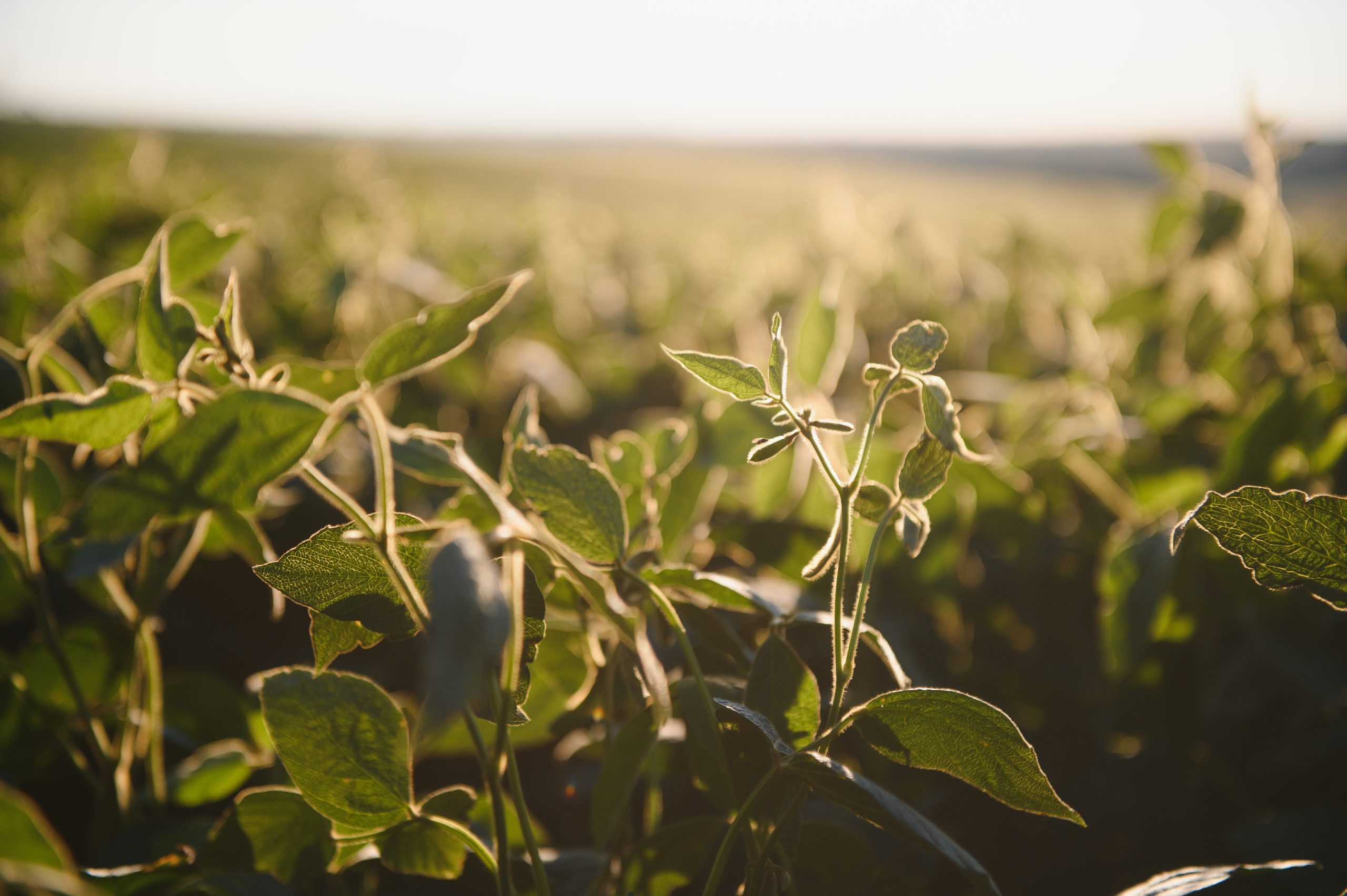 Fisiologia Vegetal e Manejo no Campo