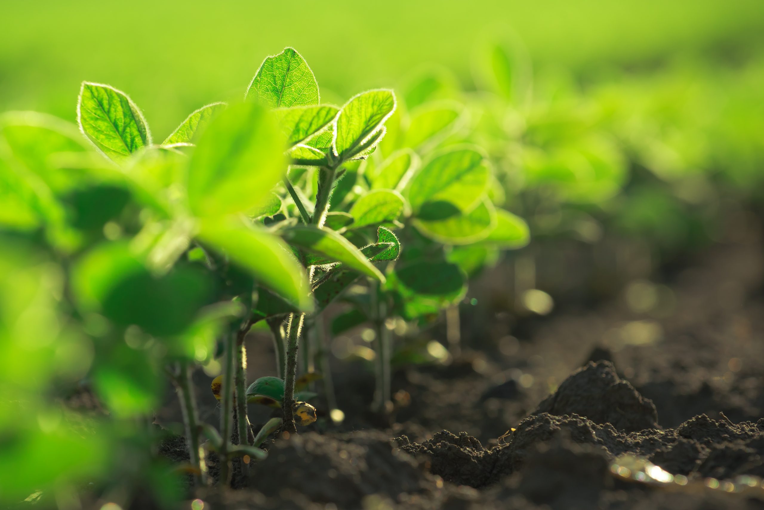 Como Escolher a Cultivar de Soja Ideal para sua Lavoura