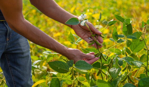 Pilares da proteção de plantas na lavoura