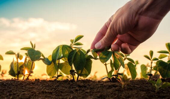 Hormônios vegetais: principais classes, suas funções, local de produção e aplicações práticas