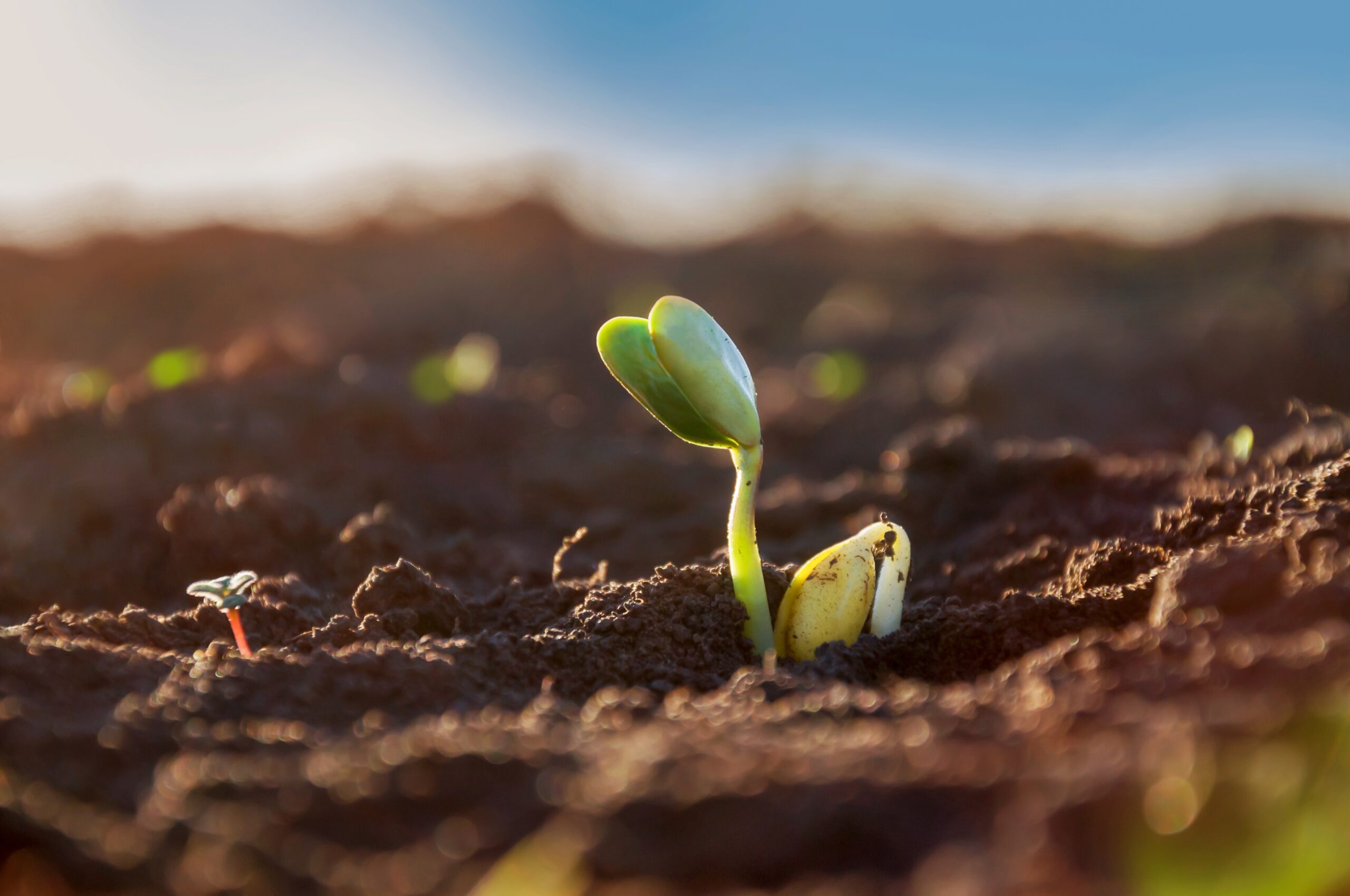 Qualidade do Plantio e Plantabilidade