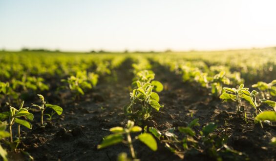 População de plantas na soja: importância e fatores que afetam