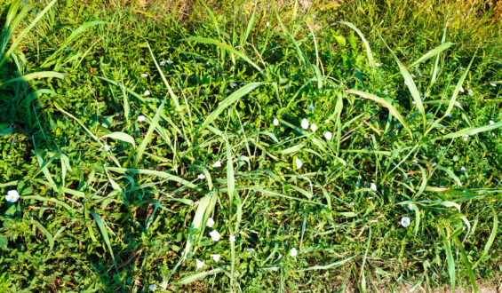 Plantas daninhas: Conceitos, classificação e métodos de controle