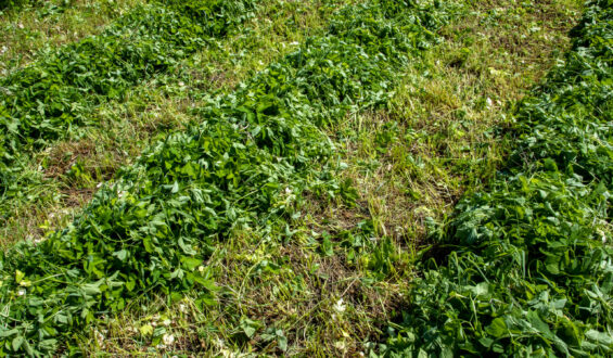 Fatores que afetam o controle de plantas daninhas