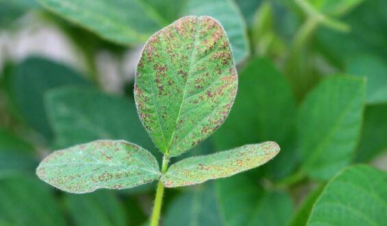 Uso de biológicos na mitigação de estresse vegetal 