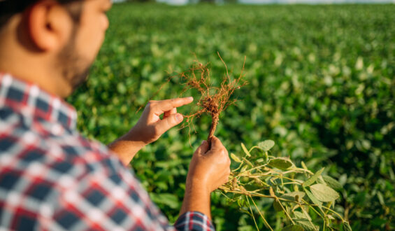 Micorrizas na agricultura: tudo o que você precisa saber