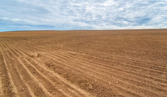 Biologia do solo e sua importância para altas produtividades na agricultura