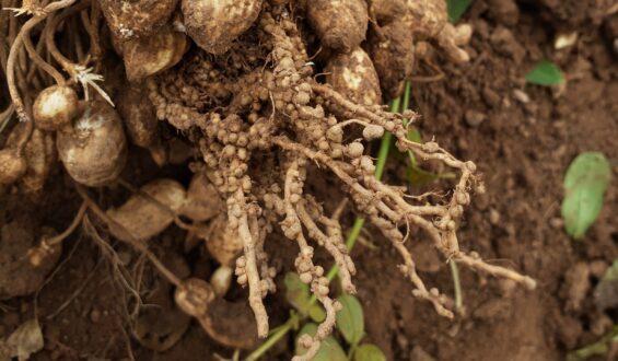 Bactérias promotoras de crescimento: entenda seus benefícios na agricultura 