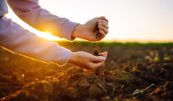 Curso de correção e adubação do solo: da calagem aos micronutrientes.