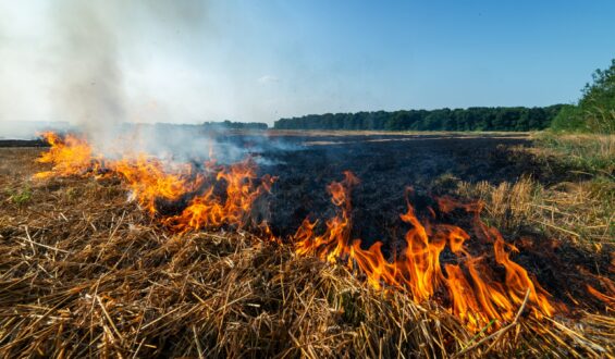 Impactos das queimadas na produção agrícola: Entenda os efeitos negativos para a agricultura