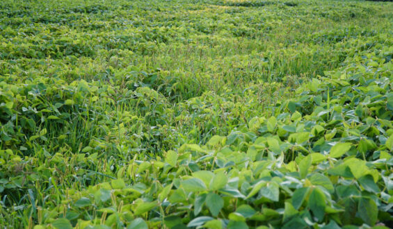 Resistência de plantas daninhas: Entenda como ocorre, tipos de resistência e como evitar