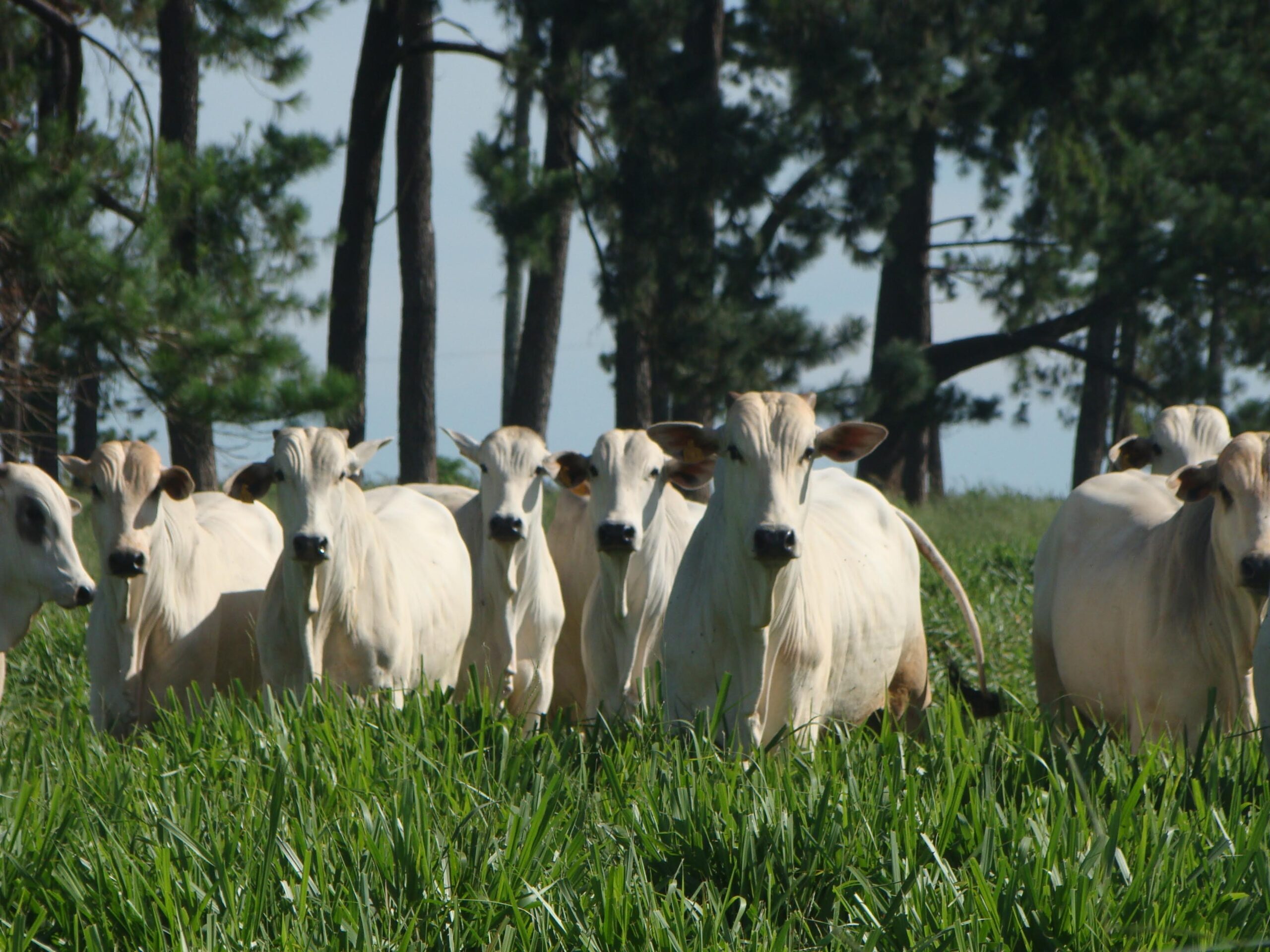 Pecuária a Pasto no Brasil: Potencial e desafios