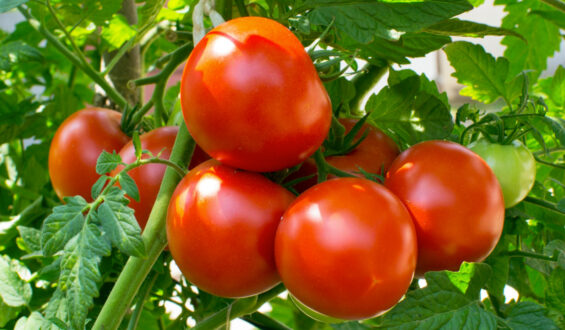 Cultivo de Tomate no Brasil: Produção, Manejo e Fatores que Impactam a Produtividade