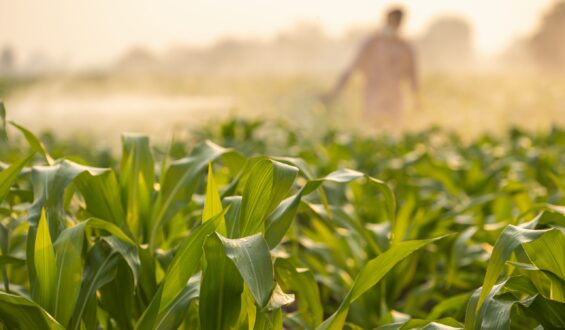 Decreto proíbe produção de biológicos on farm à partir de 2025