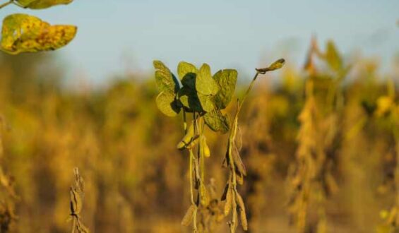 Estresse vegetal na soja: tipos e impactos no metabolismo