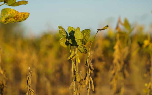 Estresse vegetal na soja: tipos e impactos no metabolismo