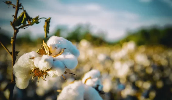 O Cultivo do Algodão no Brasil: Desafios, Estratégias e Perspectivas para Altas Produtividades