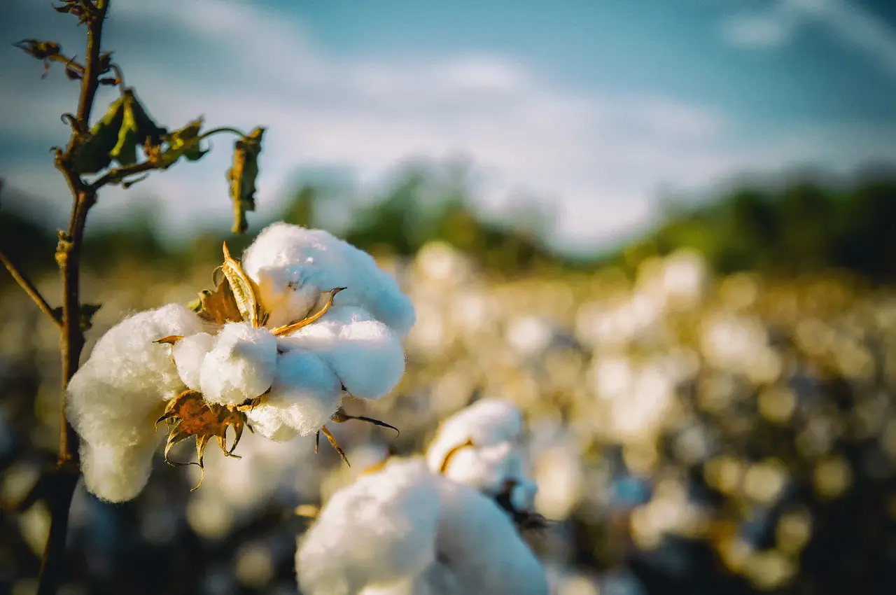 O Cultivo do Algodão no Brasil: Desafios, Estratégias e Perspectivas para Altas Produtividades