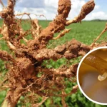 Nematoide na soja