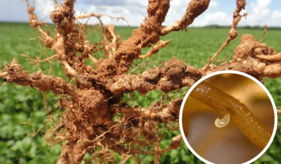 Nematoides na Cultura da Soja: Identificação, Danos e Manejo