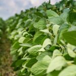 Yield Gap e potencial produtivo na soja