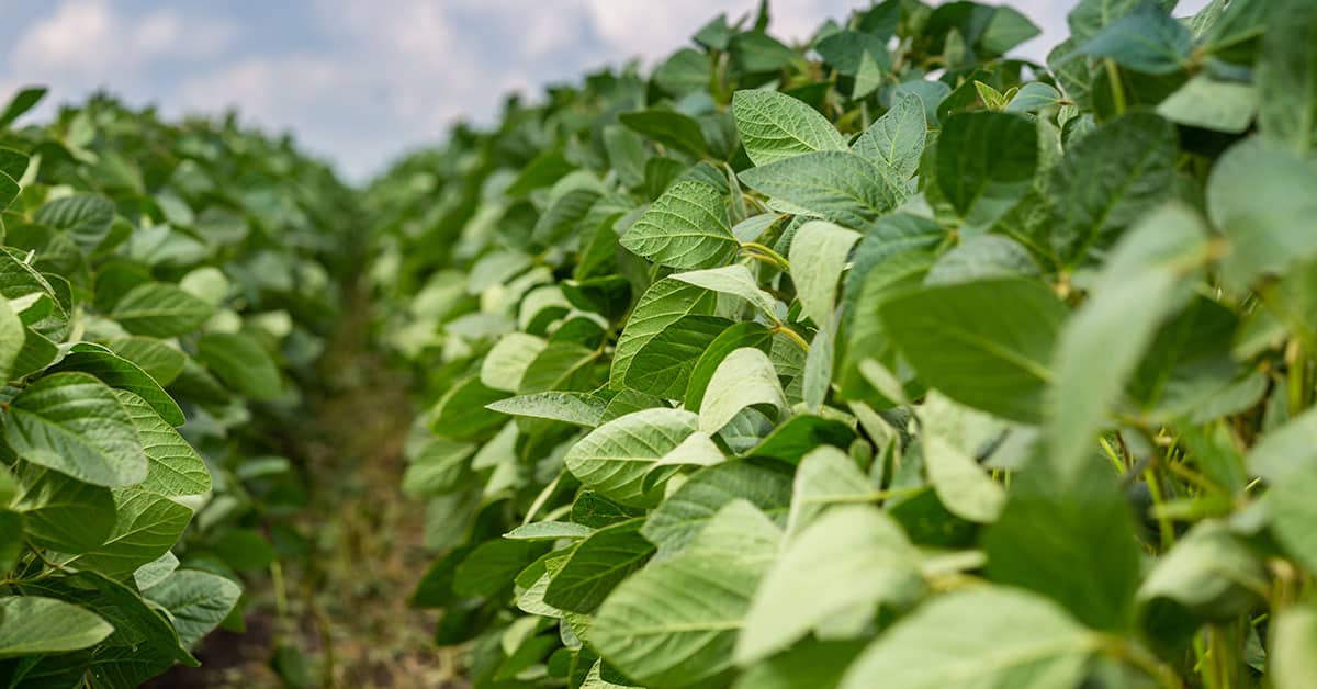 O Manejo Fisiológico e Nutricional da Soja: Como Alcançar o Máximo Potencial Produtivo