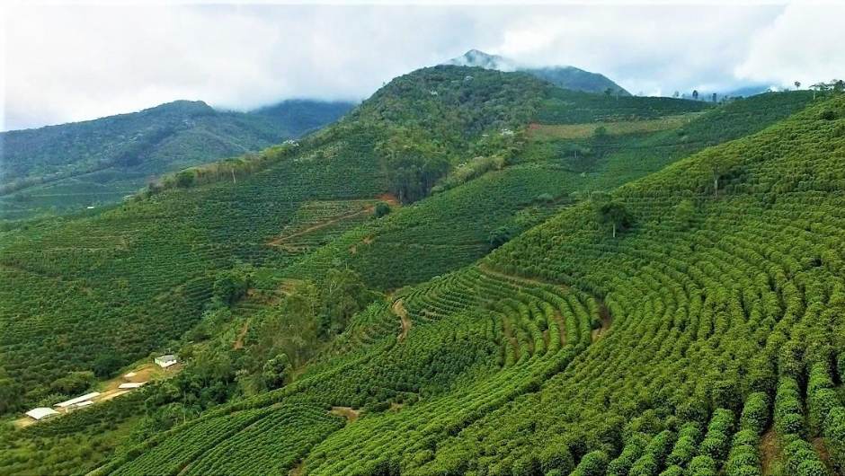 Agricultura em Minas Gerais